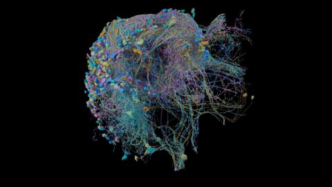 Google Oluşturulmuş En Kapsamlı 3 Boyutlu Beyin Bağlantı Haritasını Yayınladı